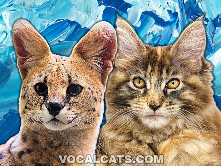 Serval Maine Coon Mix Complete Guide Vocal Cats