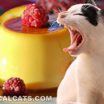 Can Cats Eat Flan?