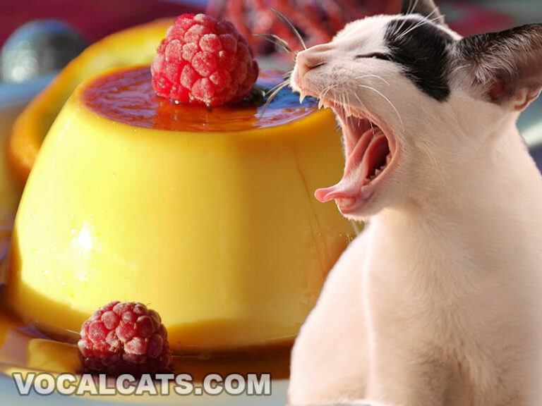 Can Cats Eat Flan? Vocal Cats
