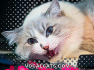 Are Ragdoll Cats Vocal