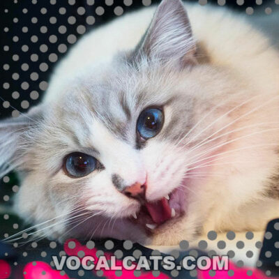 Are Ragdoll Cats Talkative Or Vocal?