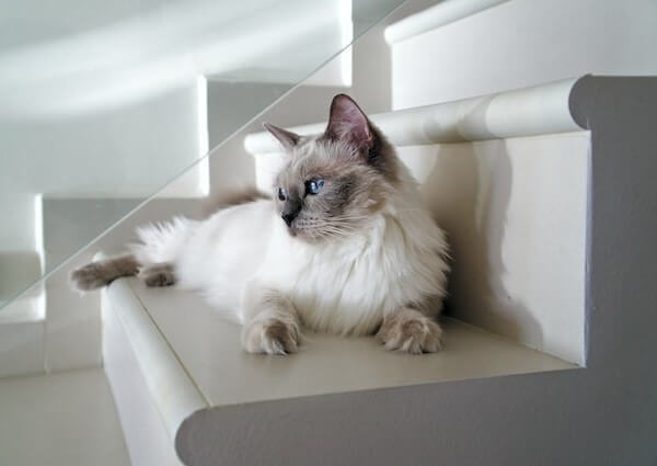 pictures of Blue mitted Ragdoll Cats