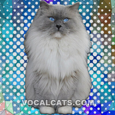 Blue Mitted Ragdoll: Complete Guide