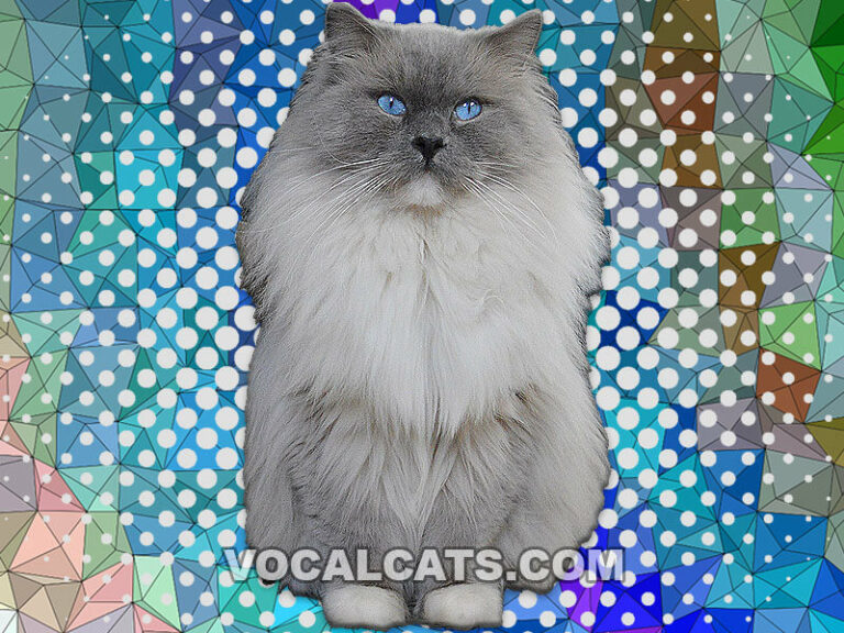 Blue Mitted Ragdoll Complete Guide Vocal Cats