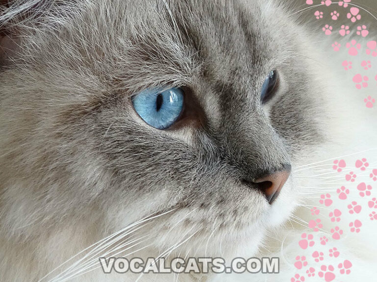 Blue Point Ragdoll Complete Guide Vocal Cats