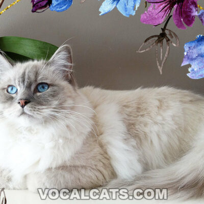 Blue Ragdoll Cat: Complete Guide