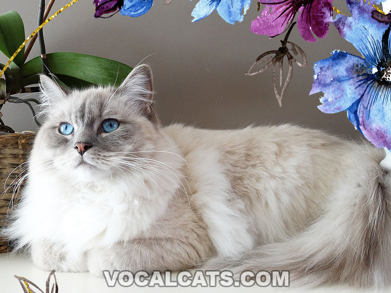 Blue Ragdoll Cat