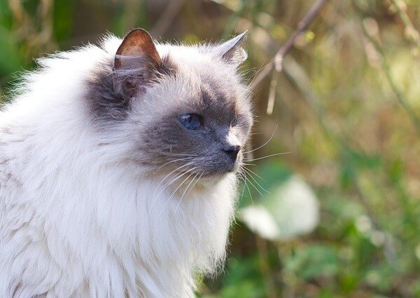 Blue Pointed Ragdoll