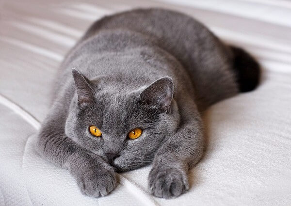 British Shorthair Cat history