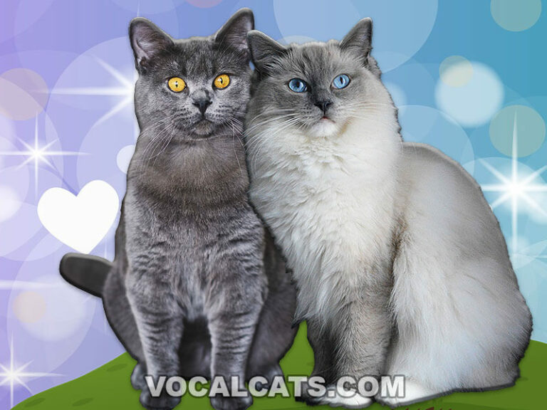 British Shorthair Ragdoll Mix Complete Guide Vocal Cats