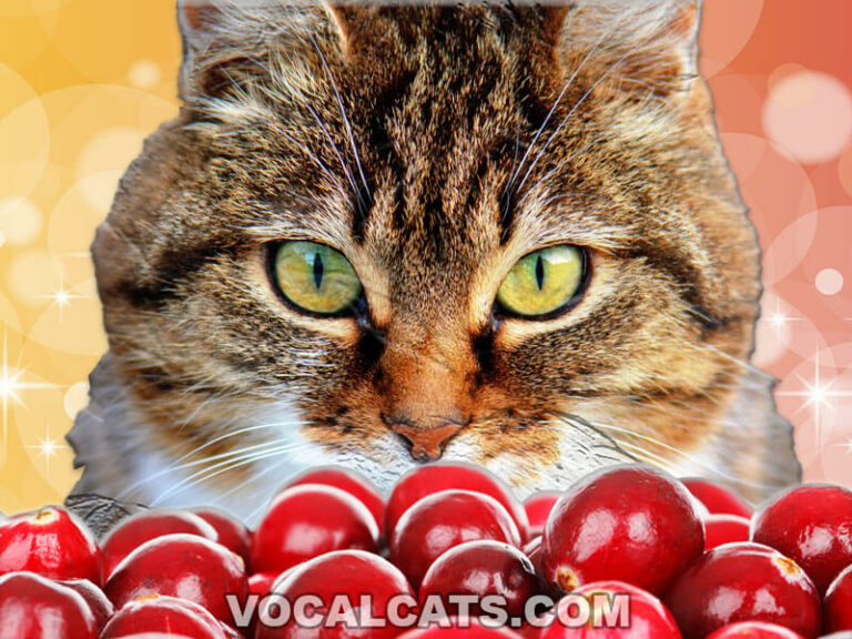 Can Cats Eat Cranberries? Vocal Cats