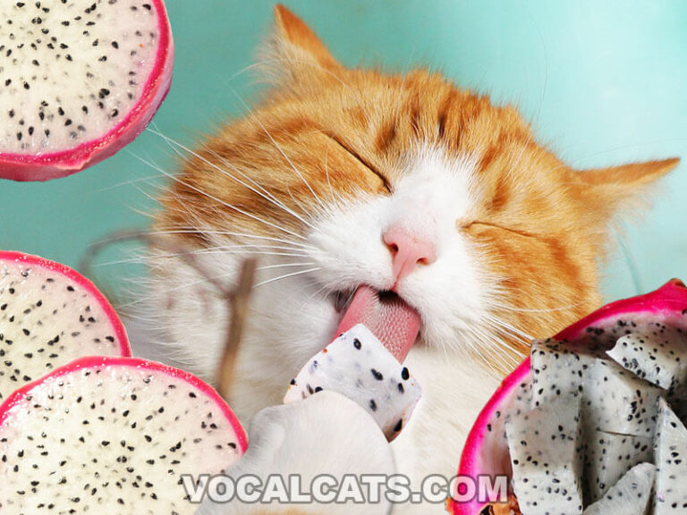 Can Cats Eat Dragon Fruit? Vocal Cats