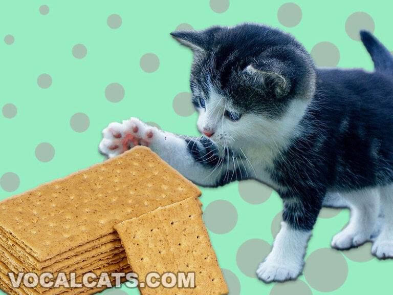 Can Cats Eat Rice Cakes? Vocal Cats