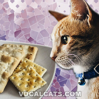 Can Cats Eat Saltine Crackers?