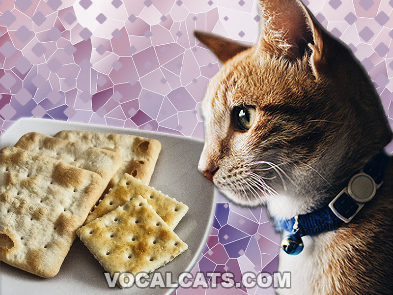 Can Cats Eat Saltine Crackers