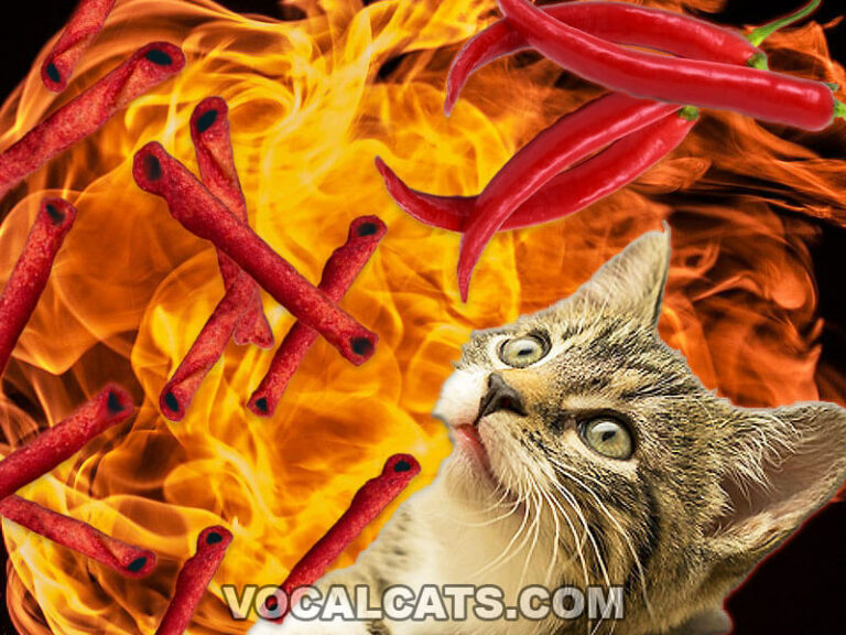 Can Cats Eat Takis? Vocal Cats