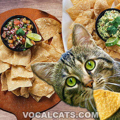 Can Cats Eat Tortilla Chips?