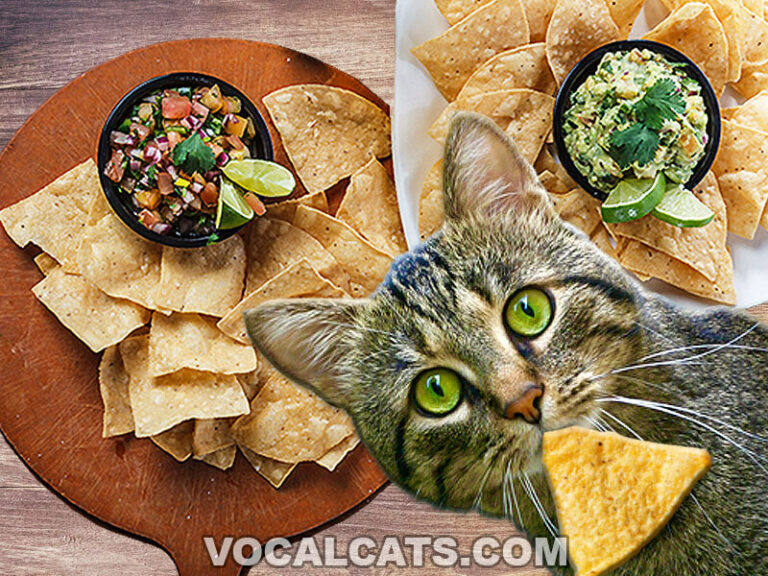 Can Cats Eat Rotisserie Chicken? Vocal Cats