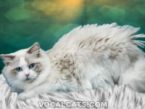 Do Ragdoll Cats Shed