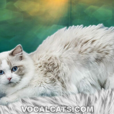 Do Ragdoll Cats Shed? 7 Ways To Shed Less!