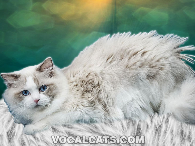 Do Ragdoll Cats Shed? 7 Ways To Shed Less! - Vocal Cats