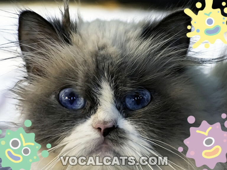 Do Ragdoll Cats Shed? 7 Ways To Shed Less! Vocal Cats