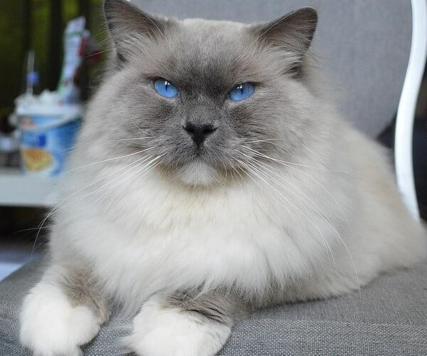 Blue lynx Mitted Ragdoll