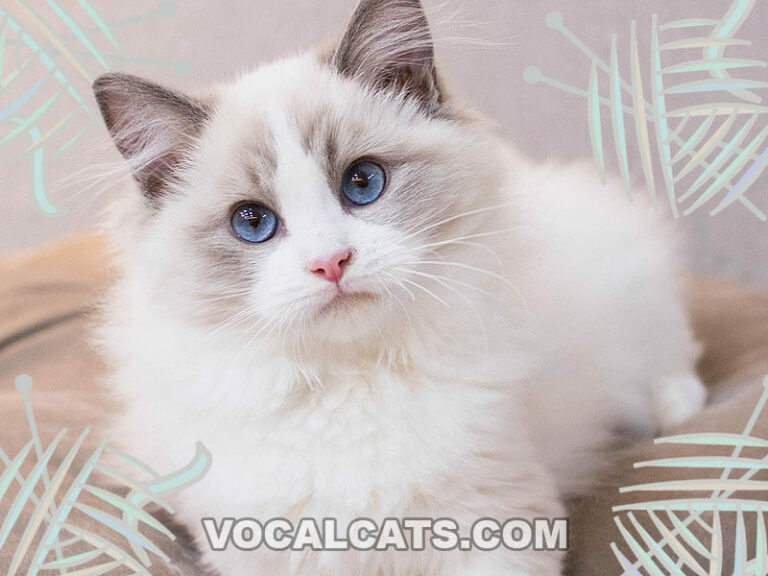 Lilac Ragdoll: Complete Guide - Vocal Cats