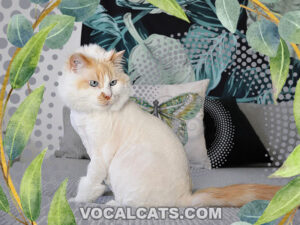 Orange Ragdoll Cat