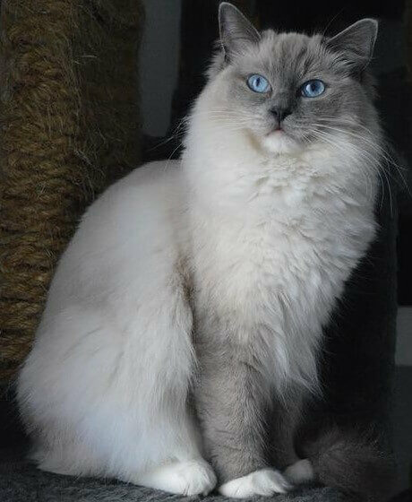 Blue Mitted Ragdoll cat