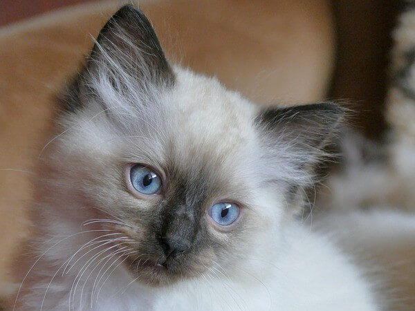Blue colorPoint Ragdoll