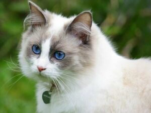 British Shorthair Ragdoll Mix: Complete Guide - Vocal Cats