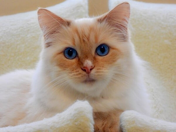 Ragdoll Cat Red Point