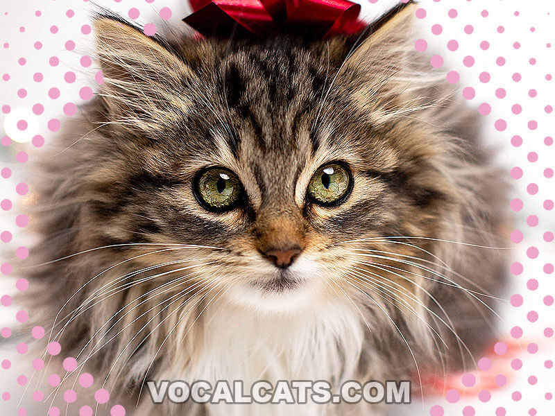 Ragdoll Tabby Mix: Complete Guide - Vocal Cats