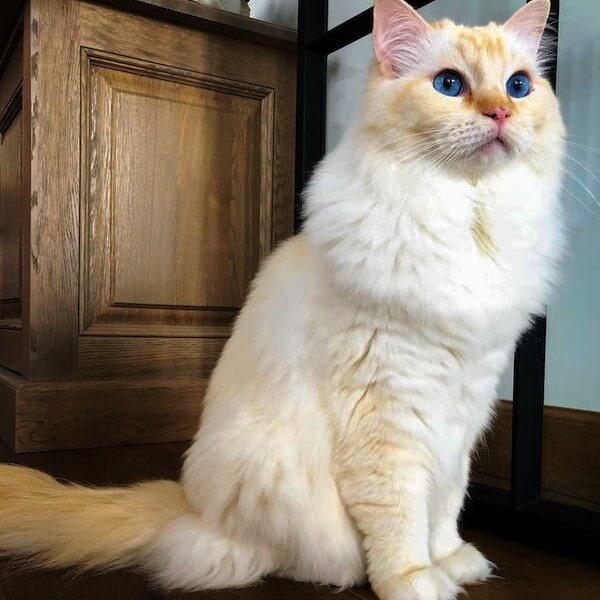 Ragdoll cat Orange