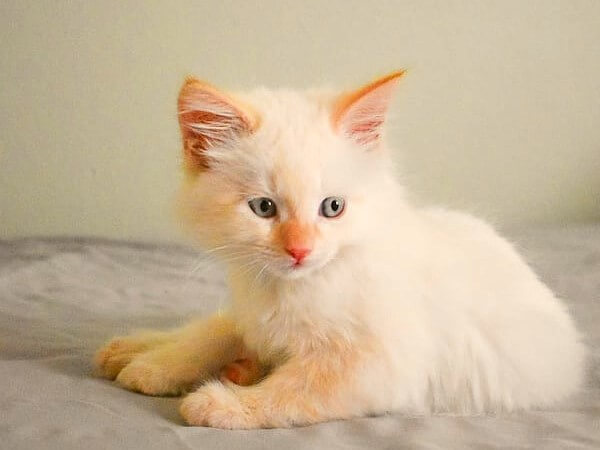 Red Ragdoll Cats