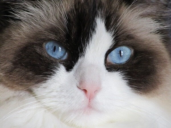 Bicolor Seal point Ragdoll cat