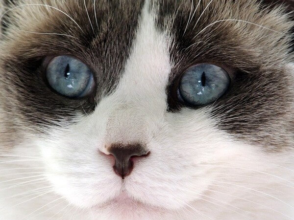 Ragdoll Seal Bicolor kitten