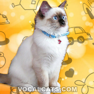 Seal Mitted Ragdoll: Complete Guide