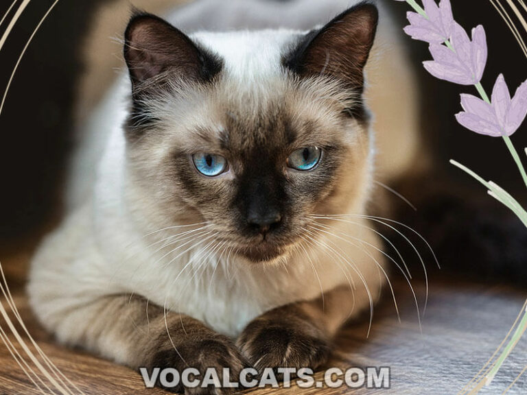Seal Bicolor Ragdoll Complete Guide Vocal Cats