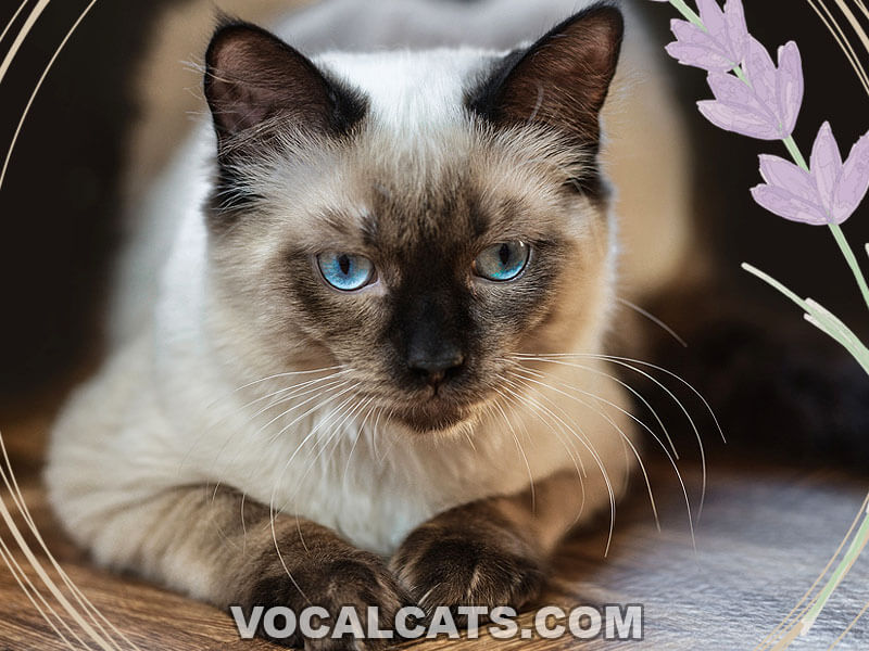 Seal Point Ragdoll: Complete Guide - Vocal Cats