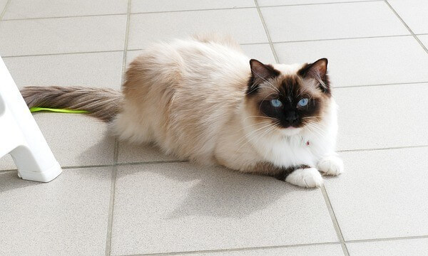 mitted Seal Point Ragdoll