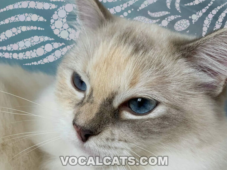 Tortie Ragdoll Cat: Complete Guide - Vocal Cats