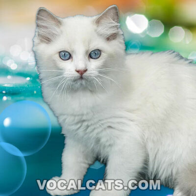 White Ragdoll Cat: Complete Guide