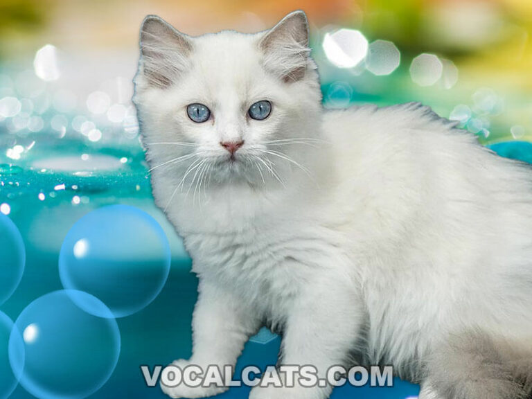 white-ragdoll-cat-complete-guide-vocal-cats