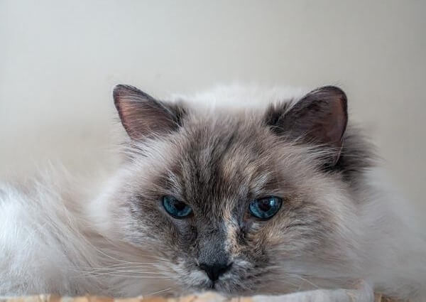 pictures of Tortie point Ragdoll Cats