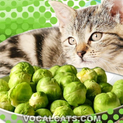 Can Cats Eat Brussel Sprouts?