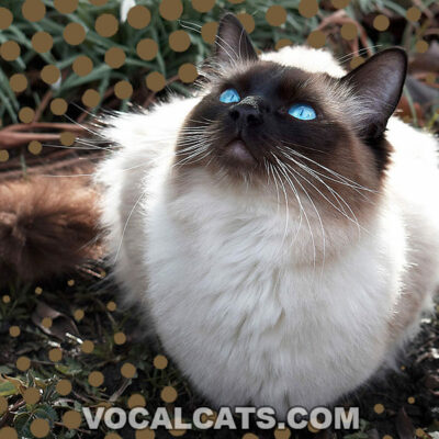 Chocolate Pointed Ragdoll: Complete Guide