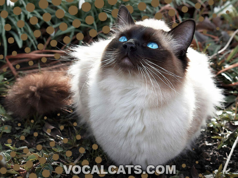 Chocolate Pointed Ragdoll Complete Guide Vocal Cats 3202