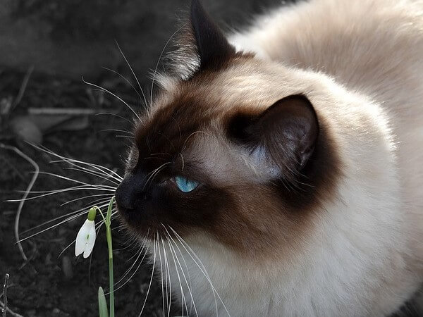 Chocolate Ragdoll